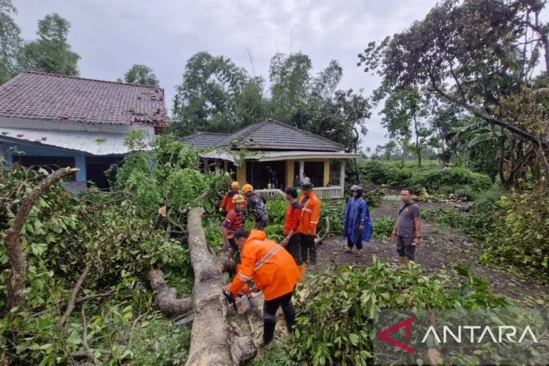 Angin Kencang Terjang Bondowoso, 82 Rumah Rusak dan Pohon Tumbang