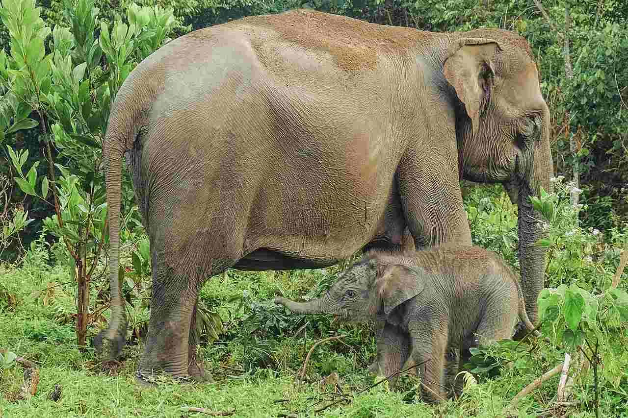 18 Gajah Ngamuk, Rusak Makam dan Kebun di Lampung