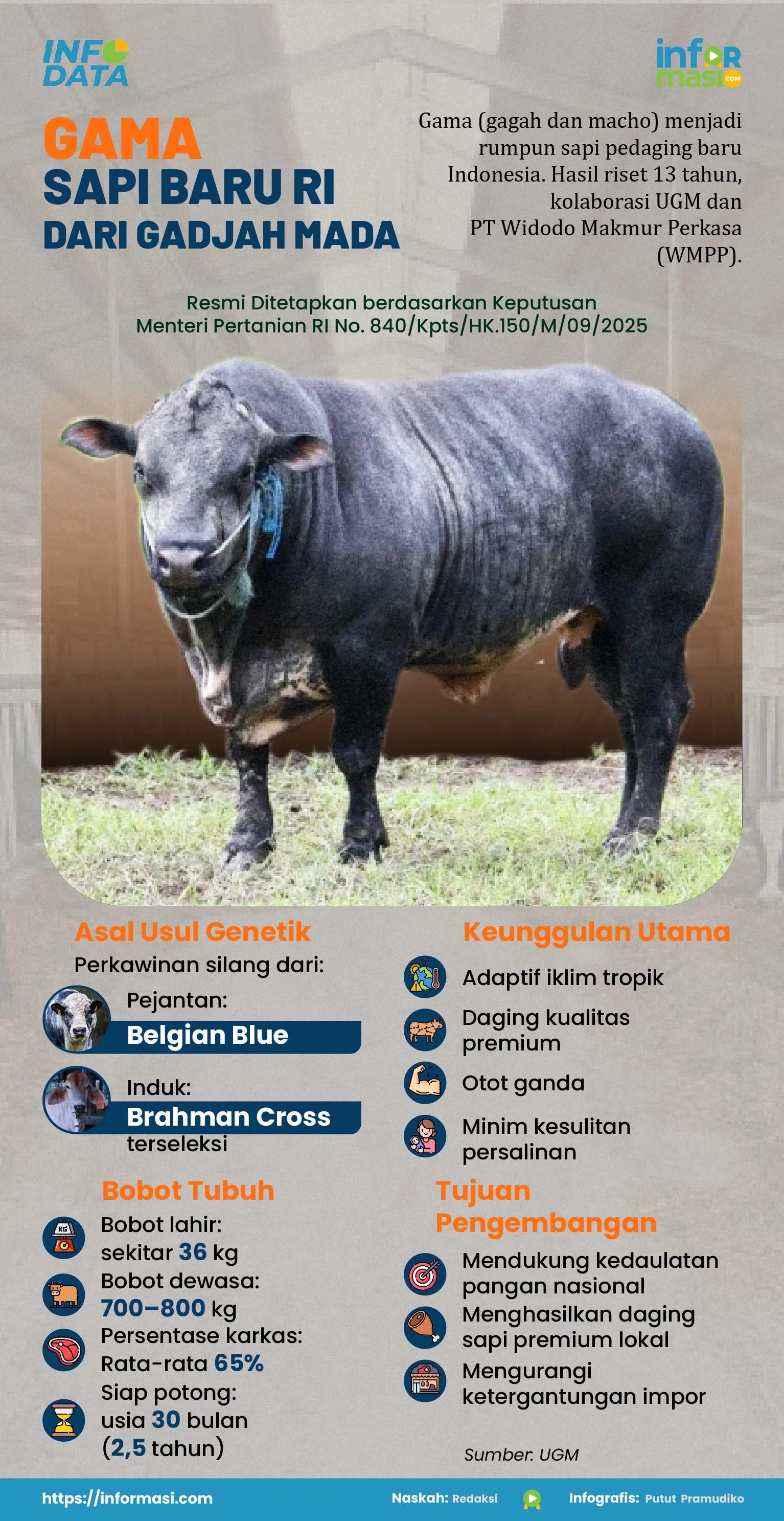 Gama, sapi pedaging baru yang dihasilkan berkat riset UGM.