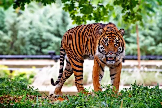 Warga Malaysia Naik Pohon Tinggi Selamatkan DIri dari Harimau
