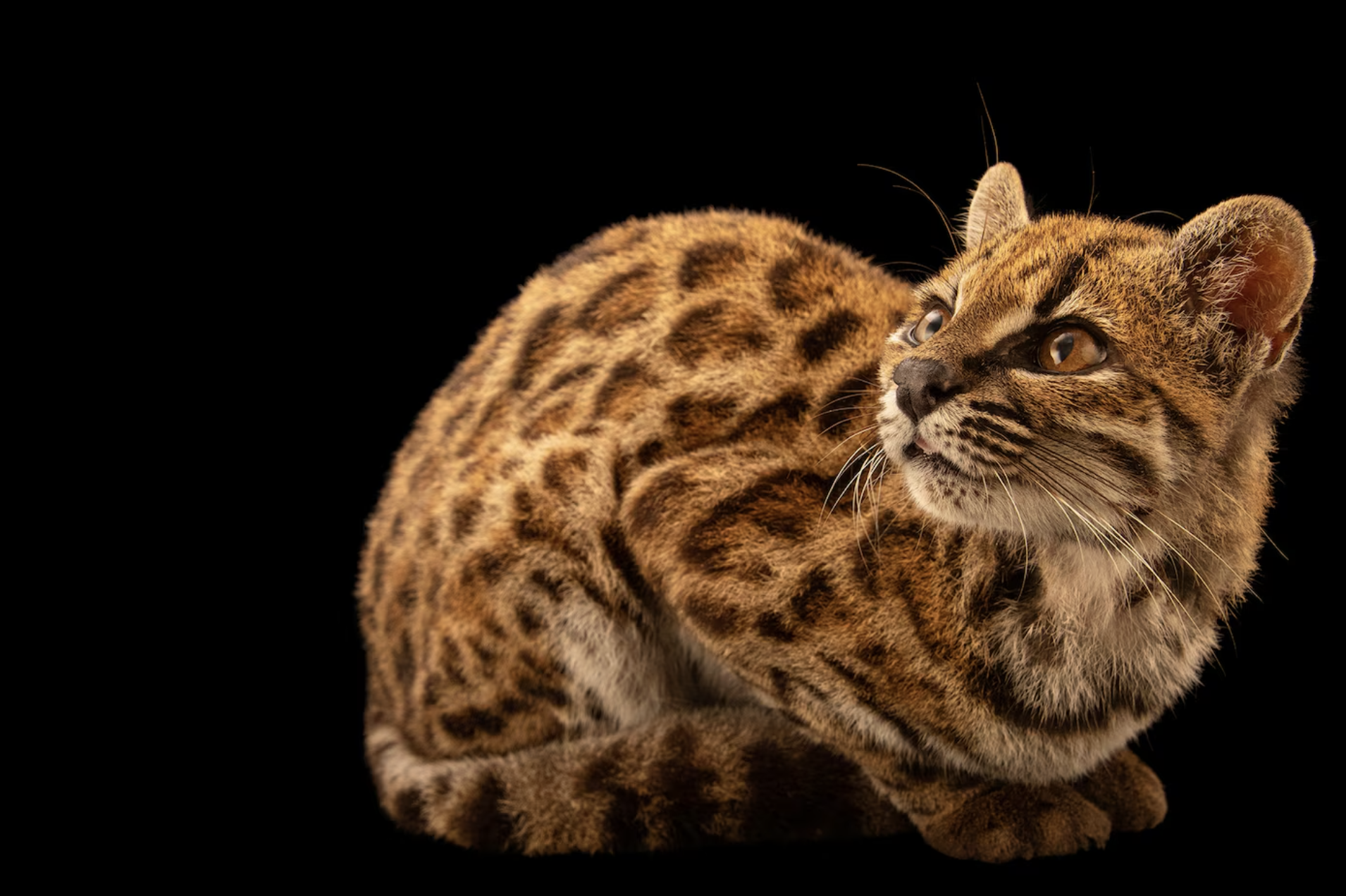National Geographic Temukan Spesies Kucing Baru di Bolivia, Sempat Dikira Kucing Liar Biasa