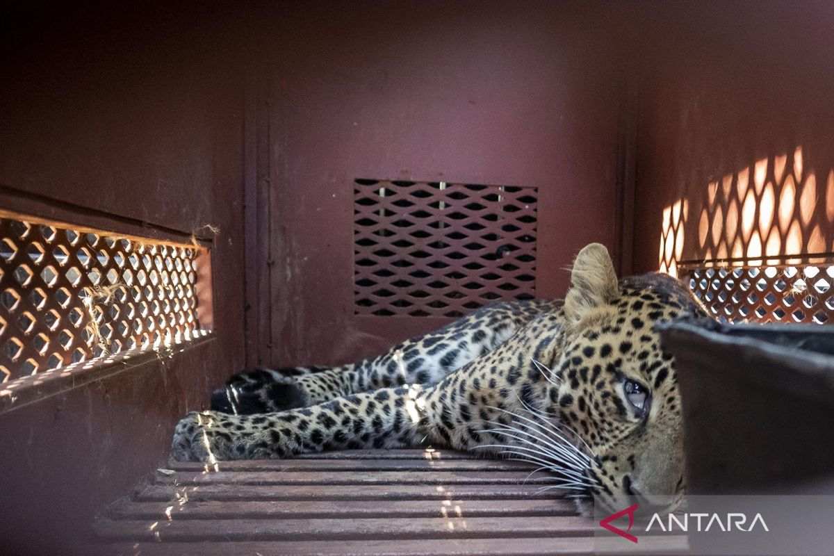 Macan Tutul Masuk Hotel di Bandung, Sempat Menggeram saat Mau Dievakuasi