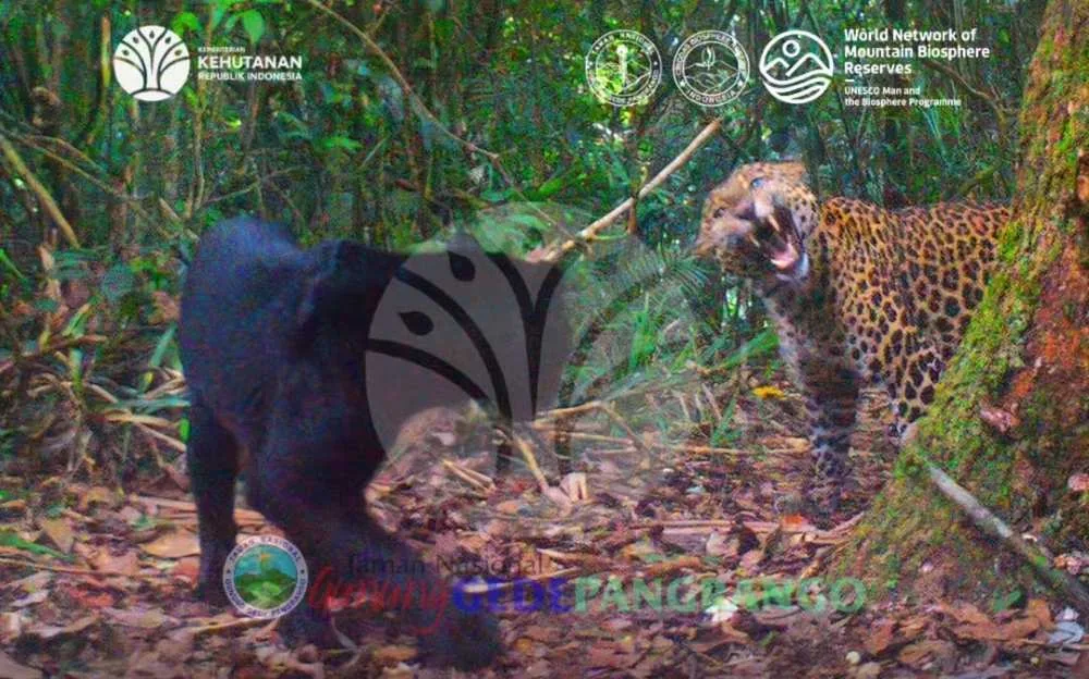 Dua Macan Tutul Jawa Tertangkap Kamera di Gunung Gede-Pangrango