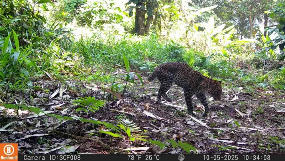 Viral Video Macan Tutul Pincang, Polda Jabar Bekuk 5 Terduga Pemburu Liar di Sanggabuana
