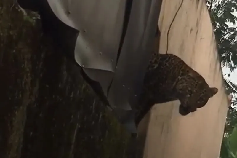 Macan Tutul Masuk Permukiman di Bandung Akhirnya Ditangkap, Bikin Tiga Warga Terluka