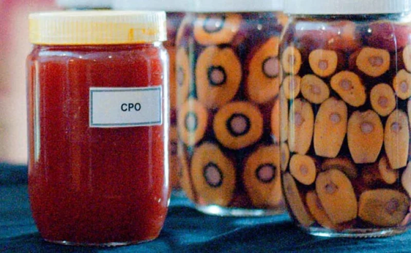 Harga CPO Naik Tipis, 963 Dolar AS per Metrik Ton