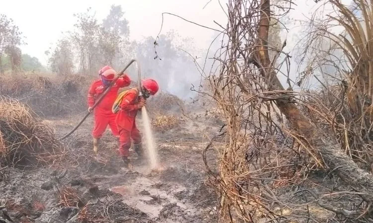 Kemenhut Klaim Titik Panas Karhutla Turun, tapi Tetap Waspadai Kabut Asap di Kalimantan dan Sumatra