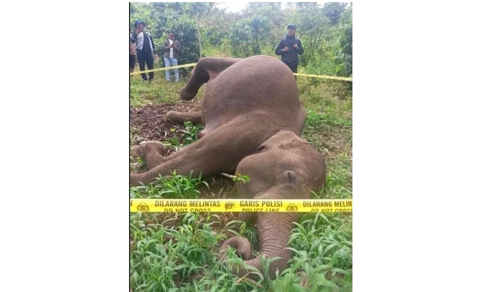 Innalillahi, Gajah Sumatra Mati Tersengat Listrik di Perkebunan Warga Aceh Tengah