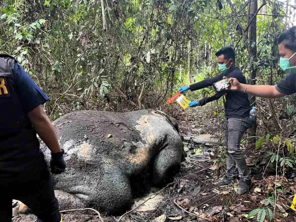 Thumbnail Kejinya Pemburu di Riau, Seekor Gajah Sumatra Mati dengan Kepala Terpotong dan Tanpa Gading