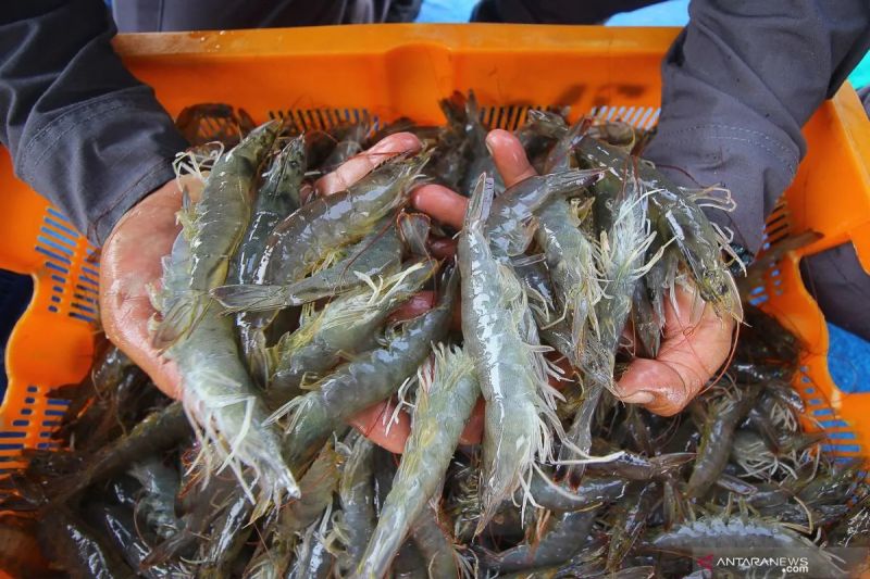 Cemaran Udang Radioaktif Cesium-137 Diduga Berasal dari Industri Baja di Cikande